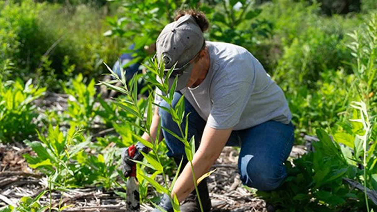 Restoration Workday at Cuba Marsh Forest Preserve in Deer Park